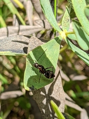 Alydidae