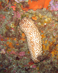 Holothuria sanctori