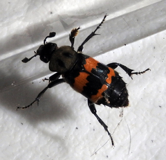 Nicrophorus tomentosus