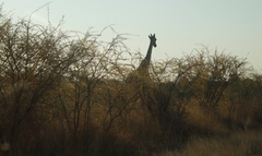 Giraffa camelopardalis angolensis
