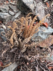 Myriopteris gracillima