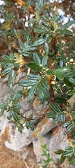 Polylepis