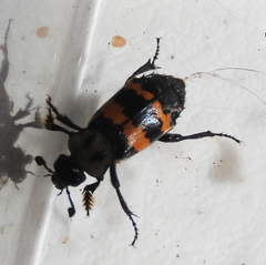 Nicrophorus tomentosus