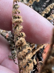 Myriopteris gracillima