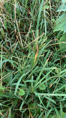 Eleusine indica