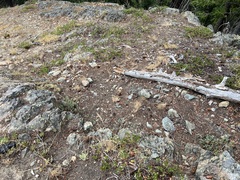 Myriopteris gracillima