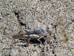 Sphingonotus caerulans