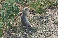 Urocitellus richardsonii