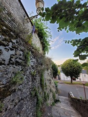 Campanula pyramidalis