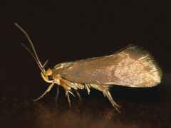 Crassa unitella
