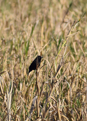 Agelasticus cyanopus