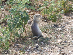 Urocitellus richardsonii