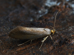 Crassa unitella