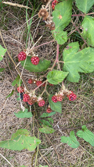 Rubus