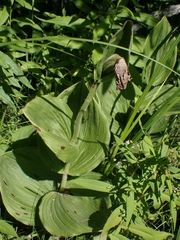 Cypripedium reginae