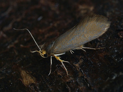 Crassa unitella