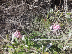 Amaryllis belladonna