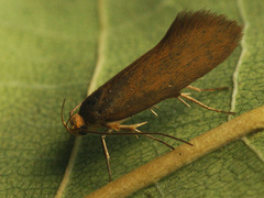 Crassa unitella