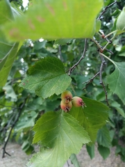 Crataegus