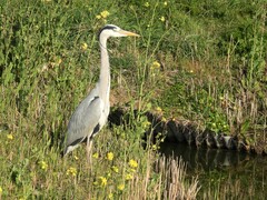 Ardea cinerea cinerea