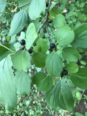 Rhamnus