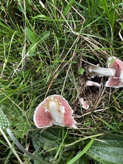 Agaricus campestris