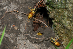 Vespa bicolor