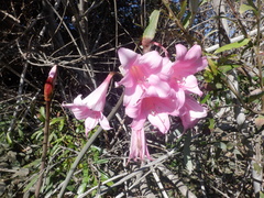 Amaryllis belladonna