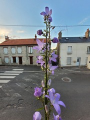 Campanula pyramidalis