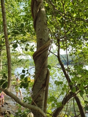 Alnus serrulata