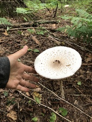 Macrolepiota