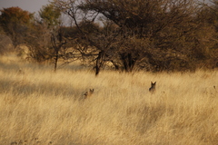 Lupulella mesomelas mesomelas