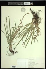 Carex hirtifolia