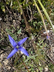 Gentianopsis ciliata
