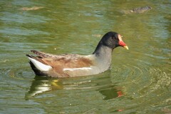 Gallinula chloropus chloropus