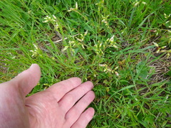 Arenaria serpyllifolia