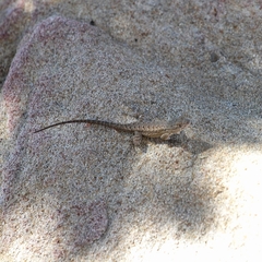 Sceloporus occidentalis longipes
