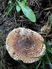 Echinoderma
