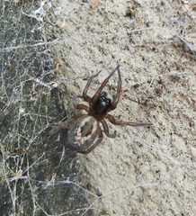 Amaurobius