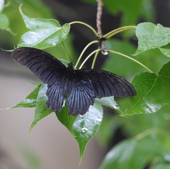 Papilio memnon heronus