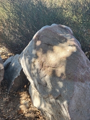 Sceloporus occidentalis longipes