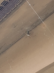 Araneus cavaticus