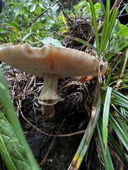 Echinoderma