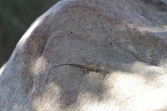Sceloporus occidentalis longipes