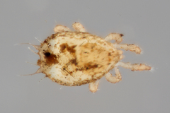Sejidae