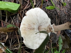 Echinoderma