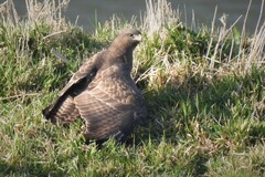 Buteo buteo buteo