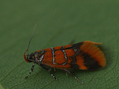 Promalactis procerella