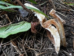 Echinoderma