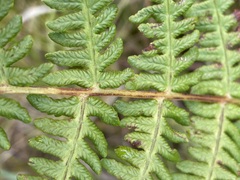 Oreopteris limbosperma